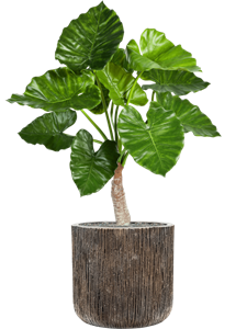 {{productViewItem.photos[photoViewList.activeNavIndex].Alt || productViewItem.photos[photoViewList.activeNavIndex].Description || 'Alocasia calidora in Baq Luxe Lite Universe Waterfall, 26897'}}