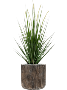 {{productViewItem.photos[photoViewList.activeNavIndex].Alt || productViewItem.photos[photoViewList.activeNavIndex].Description || 'Grass lopecurus in Baq Luxe Lite Universe Waterfall'}}