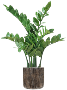 {{productViewItem.photos[photoViewList.activeNavIndex].Alt || productViewItem.photos[photoViewList.activeNavIndex].Description || 'Zamioculcas in Baq Luxe Lite Universe Waterfall'}}