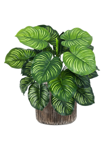 {{productViewItem.photos[photoViewList.activeNavIndex].Alt || productViewItem.photos[photoViewList.activeNavIndex].Description || 'Calathea in Baq Luxe Lite Universe Waterfall, 26907'}}