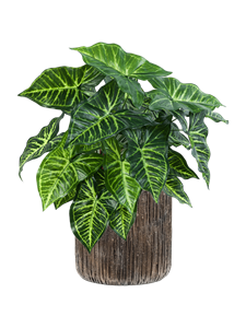 {{productViewItem.photos[photoViewList.activeNavIndex].Alt || productViewItem.photos[photoViewList.activeNavIndex].Description || 'Philodendron in Baq Luxe Lite Universe Waterfall'}}