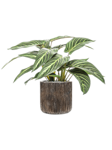 {{productViewItem.photos[photoViewList.activeNavIndex].Alt || productViewItem.photos[photoViewList.activeNavIndex].Description || 'Calathea zebrina in Baq Luxe Lite Universe Waterfall'}}