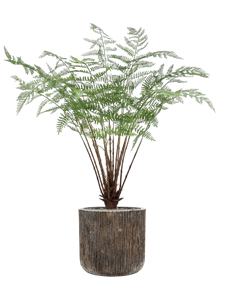 {{productViewItem.photos[photoViewList.activeNavIndex].Alt || productViewItem.photos[photoViewList.activeNavIndex].Description || 'Fern in Baq Luxe Lite Universe Waterfall, 26918'}}