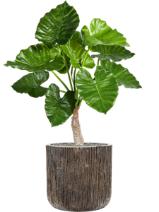 {{productViewItem.photos[photoViewList.activeNavIndex].Alt || productViewItem.photos[photoViewList.activeNavIndex].Description || 'Alocasia calidora in Baq Luxe Lite Universe Waterfall, 26921'}}