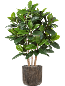 {{productViewItem.photos[photoViewList.activeNavIndex].Alt || productViewItem.photos[photoViewList.activeNavIndex].Description || 'Ficus elastica in Baq Luxe Lite Universe Waterfall, 26925'}}