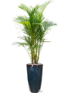 {{productViewItem.photos[photoViewList.activeNavIndex].Alt || productViewItem.photos[photoViewList.activeNavIndex].Description || 'Dypsis (Areca) lutescens in Plain'}}