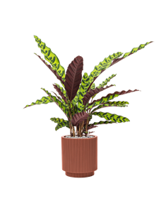 {{productViewItem.photos[photoViewList.activeNavIndex].Alt || productViewItem.photos[photoViewList.activeNavIndex].Description || 'Calathea insignis in Capi Nature Groove Special'}}