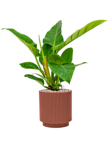 {{productViewItem.photos[photoViewList.activeNavIndex].Alt || productViewItem.photos[photoViewList.activeNavIndex].Description || 'Philodendron `Imperial Green&#39; in Capi Nature Groove Special, 26932'}}