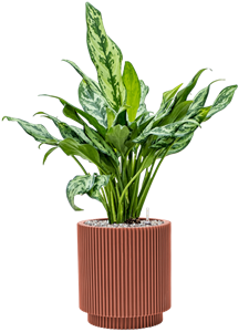 {{productViewItem.photos[photoViewList.activeNavIndex].Alt || productViewItem.photos[photoViewList.activeNavIndex].Description || 'Aglaonema &#39;Miss Julliete&#39; in Capi Nature Groove Special, 26933'}}