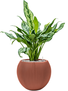 {{productViewItem.photos[photoViewList.activeNavIndex].Alt || productViewItem.photos[photoViewList.activeNavIndex].Description || 'Aglaonema &#39;Miss Julliete&#39; in Capi Nature Groove Special, 26934'}}