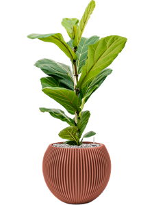 {{productViewItem.photos[photoViewList.activeNavIndex].Alt || productViewItem.photos[photoViewList.activeNavIndex].Description || 'Ficus lyrata in Capi Nature Groove Special, 26939'}}