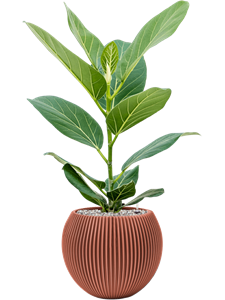 {{productViewItem.photos[photoViewList.activeNavIndex].Alt || productViewItem.photos[photoViewList.activeNavIndex].Description || 'Ficus benghalensis &#39;Audrey&#39; in Capi Nature Groove Special'}}