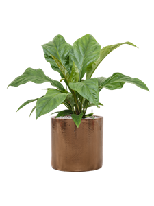 {{productViewItem.photos[photoViewList.activeNavIndex].Alt || productViewItem.photos[photoViewList.activeNavIndex].Description || 'Anthurium elipticum &#39;Jungle Bush&#39; in Cylinder, 26943'}}