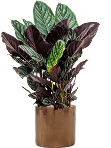 {{productViewItem.photos[photoViewList.activeNavIndex].Alt || productViewItem.photos[photoViewList.activeNavIndex].Description || 'Calathea sanderiana in Cylinder, 26945'}}