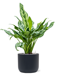 {{productViewItem.photos[photoViewList.activeNavIndex].Alt || productViewItem.photos[photoViewList.activeNavIndex].Description || 'Aglaonema &#39;Miss Julliete&#39; in Baq Ease'}}