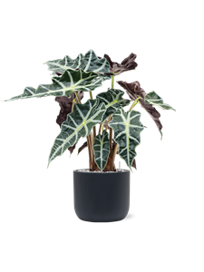 {{productViewItem.photos[photoViewList.activeNavIndex].Alt || productViewItem.photos[photoViewList.activeNavIndex].Description || 'Alocasia &#39;Polly&#39; in Baq Ease'}}