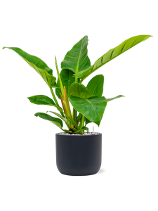 {{productViewItem.photos[photoViewList.activeNavIndex].Alt || productViewItem.photos[photoViewList.activeNavIndex].Description || 'Philodendron `Imperial Green&#39; in Baq Ease'}}