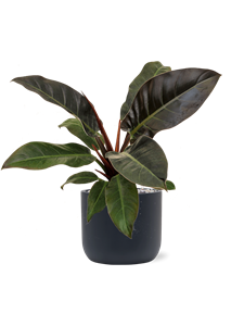 {{productViewItem.photos[photoViewList.activeNavIndex].Alt || productViewItem.photos[photoViewList.activeNavIndex].Description || 'Philodendron &#39;Imperial Red&#39; in Baq Ease'}}