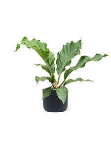 {{productViewItem.photos[photoViewList.activeNavIndex].Alt || productViewItem.photos[photoViewList.activeNavIndex].Description || 'Anthurium plowmanii &#39;Storm&#39; in Baq Ease'}}