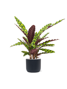 {{productViewItem.photos[photoViewList.activeNavIndex].Alt || productViewItem.photos[photoViewList.activeNavIndex].Description || 'Calathea insignis in Baq Ease'}}