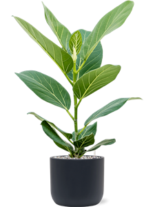 {{productViewItem.photos[photoViewList.activeNavIndex].Alt || productViewItem.photos[photoViewList.activeNavIndex].Description || 'Ficus benghalensis &#39;Audrey&#39; in Baq Ease'}}