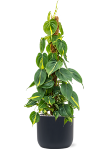 {{productViewItem.photos[photoViewList.activeNavIndex].Alt || productViewItem.photos[photoViewList.activeNavIndex].Description || 'Philodendron scandens &#39;Brasil&#39; in Baq Ease'}}