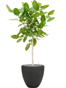 {{productViewItem.photos[photoViewList.activeNavIndex].Alt || productViewItem.photos[photoViewList.activeNavIndex].Description || 'Ficus benghalensis &#39;Audrey&#39; in Baq Nucast'}}