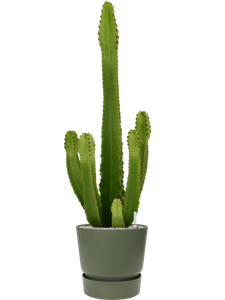 {{productViewItem.photos[photoViewList.activeNavIndex].Alt || productViewItem.photos[photoViewList.activeNavIndex].Description || 'Euphorbia ingens (100-120) in Greenville'}}