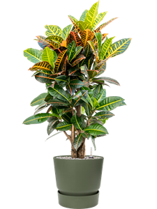 {{productViewItem.photos[photoViewList.activeNavIndex].Alt || productViewItem.photos[photoViewList.activeNavIndex].Description || 'Croton (Codiaeum) variegatum &#39;Petra&#39; in Greenville'}}