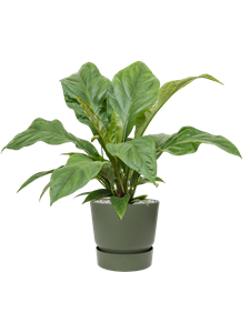 {{productViewItem.photos[photoViewList.activeNavIndex].Alt || productViewItem.photos[photoViewList.activeNavIndex].Description || 'Anthurium elipticum &#39;Jungle Bush&#39; in Greenville'}}