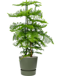 {{productViewItem.photos[photoViewList.activeNavIndex].Alt || productViewItem.photos[photoViewList.activeNavIndex].Description || 'Araucaria heterophylla in Greenville'}}