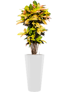 {{productViewItem.photos[photoViewList.activeNavIndex].Alt || productViewItem.photos[photoViewList.activeNavIndex].Description || 'Croton (Codiaeum) variegatum &#39;Mrs. Iceton&#39; in Runner, 27043'}}