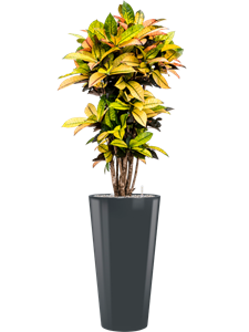 {{productViewItem.photos[photoViewList.activeNavIndex].Alt || productViewItem.photos[photoViewList.activeNavIndex].Description || 'Croton (Codiaeum) variegatum &#39;Mrs. Iceton&#39; in Runner, 27044'}}