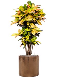 {{productViewItem.photos[photoViewList.activeNavIndex].Alt || productViewItem.photos[photoViewList.activeNavIndex].Description || 'Croton (Codiaeum) variegatum &#39;Mrs. Iceton&#39; in Cylinder, 27046'}}