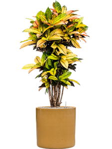 {{productViewItem.photos[photoViewList.activeNavIndex].Alt || productViewItem.photos[photoViewList.activeNavIndex].Description || 'Croton (Codiaeum) variegatum &#39;Mrs. Iceton&#39; in Cylinder, 27047'}}