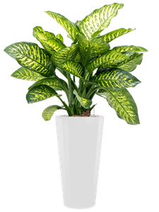 {{productViewItem.photos[photoViewList.activeNavIndex].Alt || productViewItem.photos[photoViewList.activeNavIndex].Description || 'Dieffenbachia seguine &#39;Maroba&#39; in Runner, 27049'}}