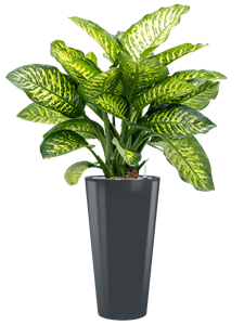 {{productViewItem.photos[photoViewList.activeNavIndex].Alt || productViewItem.photos[photoViewList.activeNavIndex].Description || 'Dieffenbachia seguine &#39;Maroba&#39; in Runner, 27050'}}