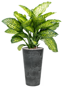 {{productViewItem.photos[photoViewList.activeNavIndex].Alt || productViewItem.photos[photoViewList.activeNavIndex].Description || 'Dieffenbachia seguine &#39;Maroba&#39; in Artstone, 27051'}}