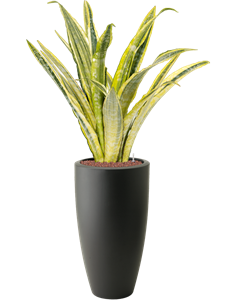 {{productViewItem.photos[photoViewList.activeNavIndex].Alt || productViewItem.photos[photoViewList.activeNavIndex].Description || 'Sansevieria trifasciata &#39;Lauren&#39; in Pure®'}}