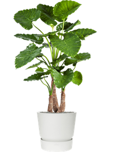 {{productViewItem.photos[photoViewList.activeNavIndex].Alt || productViewItem.photos[photoViewList.activeNavIndex].Description || 'Alocasia calidora in Greenville, 27094'}}