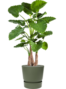 {{productViewItem.photos[photoViewList.activeNavIndex].Alt || productViewItem.photos[photoViewList.activeNavIndex].Description || 'Alocasia calidora in Greenville, 27095'}}