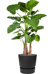 {{productViewItem.photos[photoViewList.activeNavIndex].Alt || productViewItem.photos[photoViewList.activeNavIndex].Description || 'Alocasia calidora in Greenville, 27096'}}