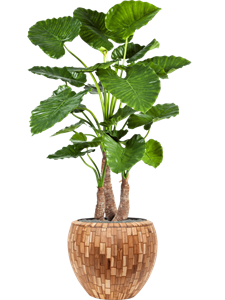 {{productViewItem.photos[photoViewList.activeNavIndex].Alt || productViewItem.photos[photoViewList.activeNavIndex].Description || 'Alocasia calidora in Baq Facets Jenga'}}