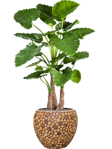 {{productViewItem.photos[photoViewList.activeNavIndex].Alt || productViewItem.photos[photoViewList.activeNavIndex].Description || 'Alocasia calidora in Baq Facets Ageless'}}