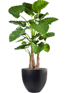 {{productViewItem.photos[photoViewList.activeNavIndex].Alt || productViewItem.photos[photoViewList.activeNavIndex].Description || 'Alocasia calidora in Fiberstone, 27102'}}