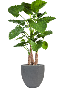 {{productViewItem.photos[photoViewList.activeNavIndex].Alt || productViewItem.photos[photoViewList.activeNavIndex].Description || 'Alocasia calidora in Fiberstone, 27103'}}