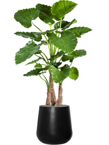 {{productViewItem.photos[photoViewList.activeNavIndex].Alt || productViewItem.photos[photoViewList.activeNavIndex].Description || 'Alocasia calidora in Fiberstone, 27104'}}