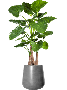 {{productViewItem.photos[photoViewList.activeNavIndex].Alt || productViewItem.photos[photoViewList.activeNavIndex].Description || 'Alocasia calidora in Fiberstone, 27105'}}