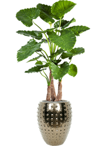 {{productViewItem.photos[photoViewList.activeNavIndex].Alt || productViewItem.photos[photoViewList.activeNavIndex].Description || 'Alocasia calidora in Laos, 27106'}}