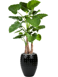 {{productViewItem.photos[photoViewList.activeNavIndex].Alt || productViewItem.photos[photoViewList.activeNavIndex].Description || 'Alocasia calidora in Laos, 27107'}}